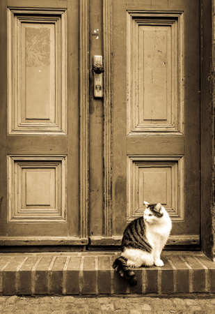 beautiful cat in front of a doorの写真素材