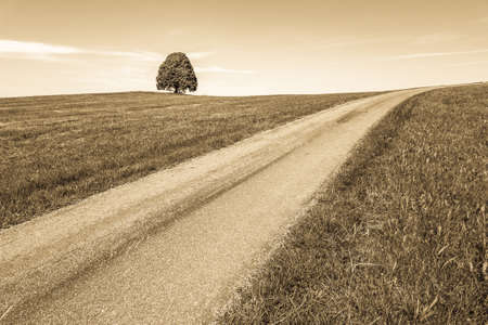 tree at a field - summer