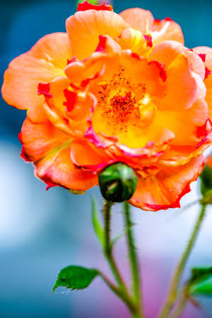 fade red rose - close -up