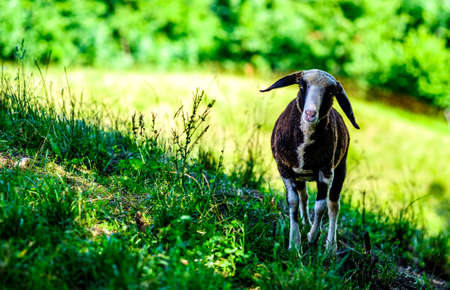 cute sheep at the alpsの写真素材