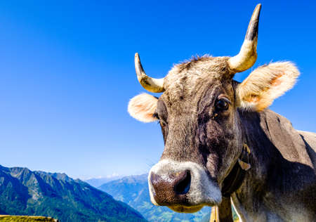 funny cow at the european alps - jaufenpassの写真素材
