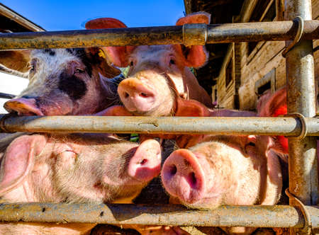 beautiful piglets at a farmの写真素材