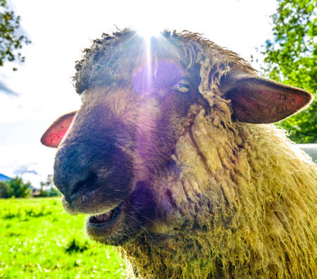 cut sheep at a fieldの写真素材