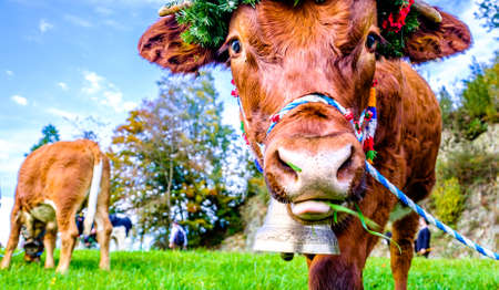 decorated cow for a festive alp returning - photoの写真素材