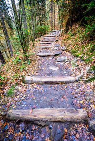old steps at a forest - photoの写真素材