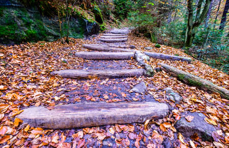 old steps at a forest - photoの写真素材