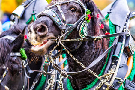 decorated horse at a pilgrimageの写真素材