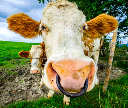 funny cow at the european alps - bavariaの写真素材