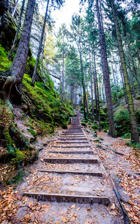 old steps at a forest - photo