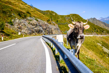 cow at an old old country road at the european alpsの写真素材
