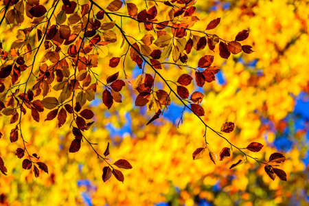 leaves in autumn - closeup - photo