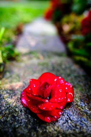 roses - close up - photo for backgroundの写真素材