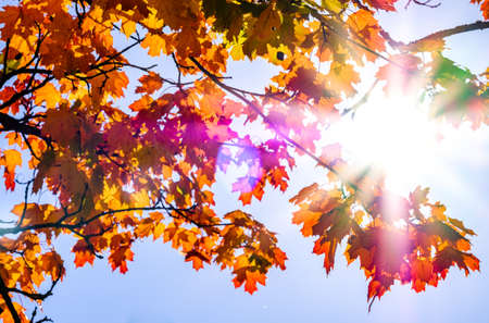 leaves in autumn - closeup - photo