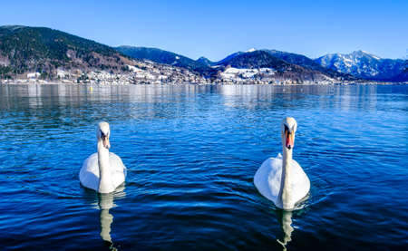 mute swan at the tegernsee lake in bavariaの写真素材