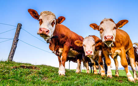 nice cow herd at a farmの写真素材