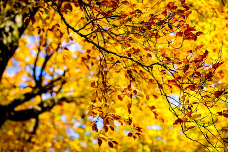 leaves in autumn - closeup - photo