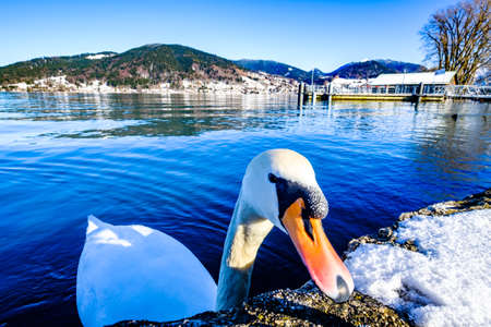 mute swan at the tegernsee lake in bavariaの写真素材