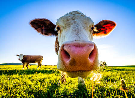 nice cow at a farm - bavariaの写真素材