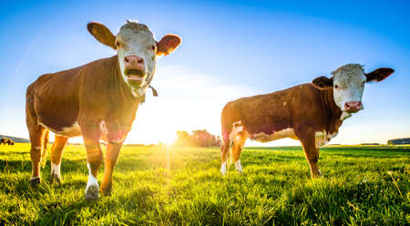 nice cow at a farm - bavariaの写真素材