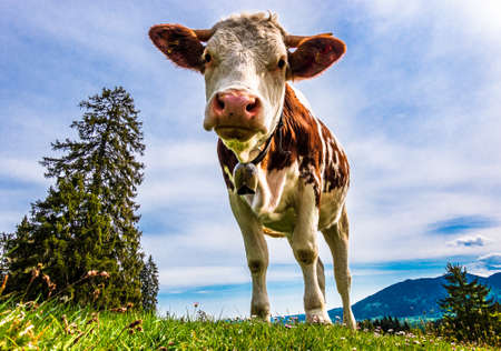 nice cow at a farm - bavaria