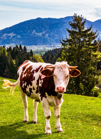 nice cow at a farm - bavariaの写真素材