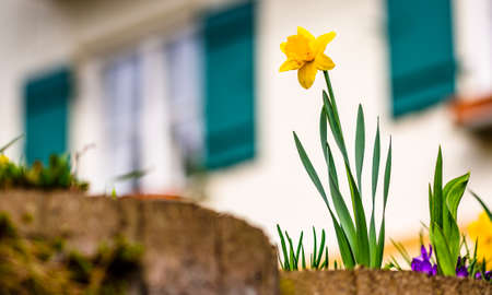 nice daffodil flower - photo - closeupの写真素材