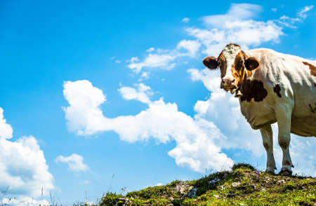 cow at the kranzhorn mountain in austria - photoの写真素材
