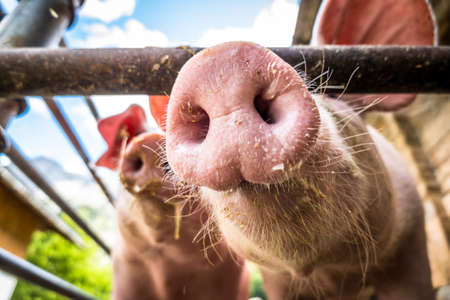 nice pigs at a pigsty - closeupの写真素材