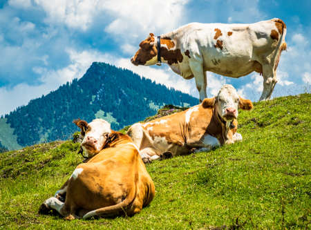cow at the kranzhorn mountain in austria - photoの写真素材