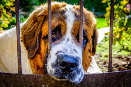 funny dog - close up - photo