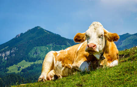 cow at the kranzhorn mountain in austria - photoの写真素材