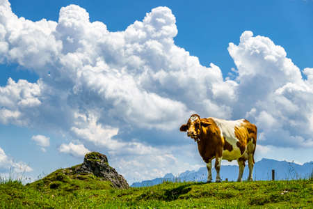 cow at the kranzhorn mountain in austria - photoの写真素材