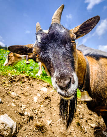 nice goat at the european alps - austriaの写真素材