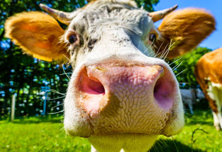 nice cow at a farm - bavaria