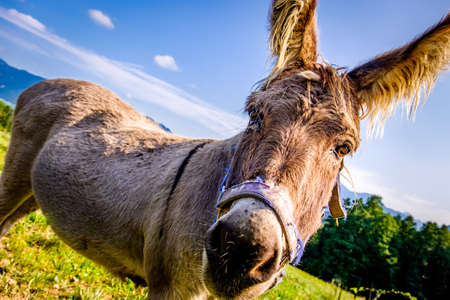 nice donkey at the european alps - photo