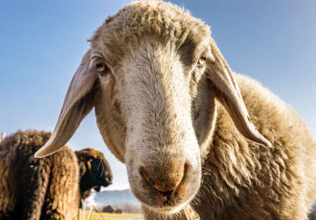nice sheeps at the european alps - photoの写真素材
