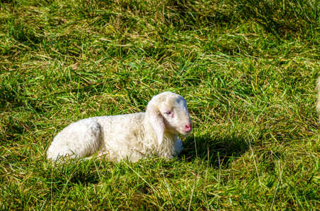 nice sheeps at the european alps - photo