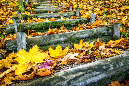 wooden steps at a forest in autumnの写真素材