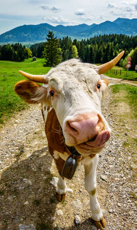 nice cow at a farm - bavaria