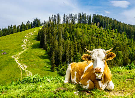 nice cow at a farm - bavariaの写真素材