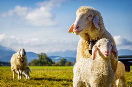 nice sheeps at the european alps - photo