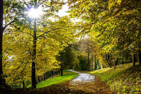footpath at a forest - photo