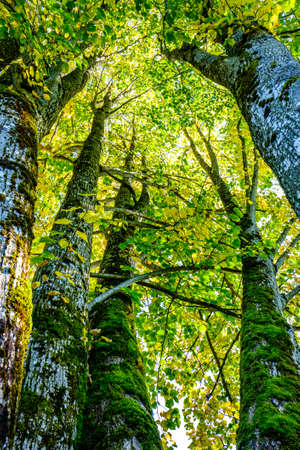 tree at a forest - photo