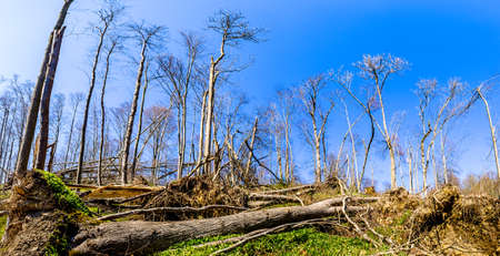 tree at a forest - photo