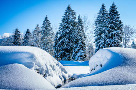 forest in winter - bavarian alps - photo