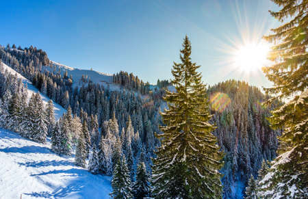forest in winter - bavarian alps - photo