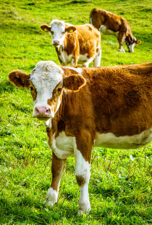 nice cow at the european alpsの写真素材