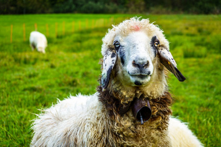 nice sheep at a farm