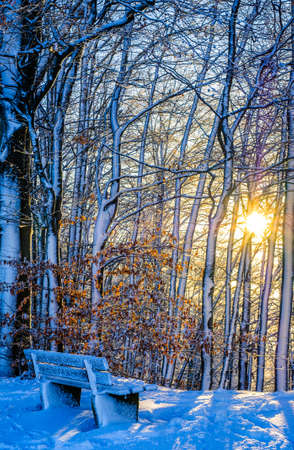old bench at a park - photoの写真素材