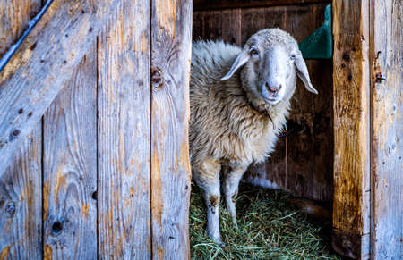 nice sheep at a farmの写真素材